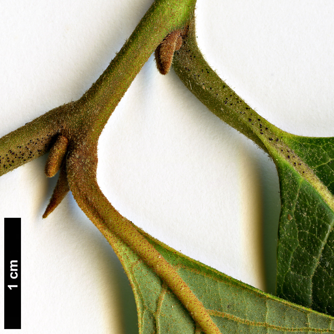 High resolution image: Family: Styracaceae - Genus: Pterostyrax - Taxon: psilophyllus